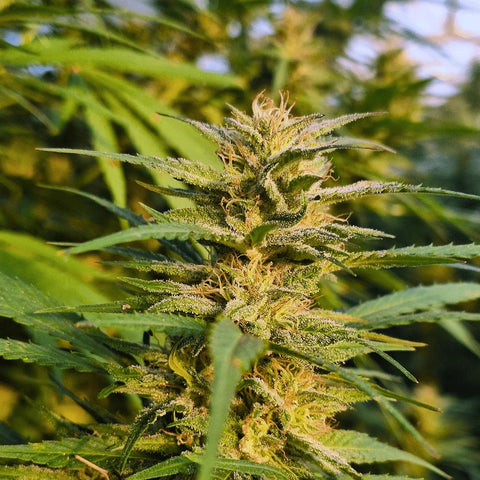Amnesia Haze - Greenhouse Slow Weed
