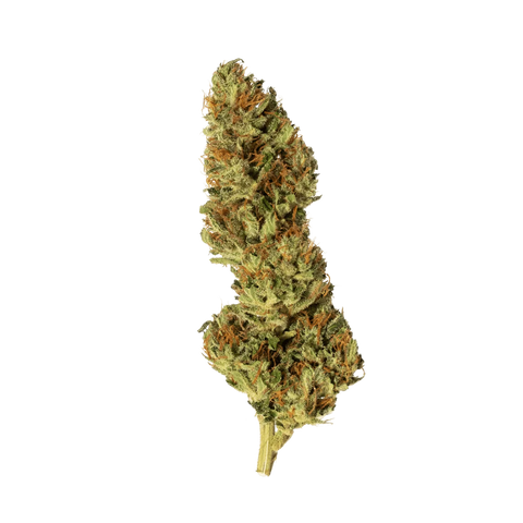 Amnesia Cheese Haze - Greenhouse