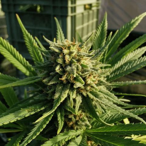 Arancia Tonic - Dry Sift Slow Weed