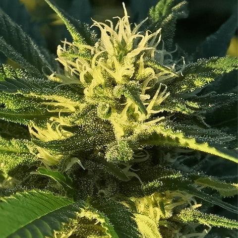 Arancia Tonic - Greenhouse Slow Weed