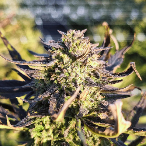 Candy Kush - Hash Slow Weed