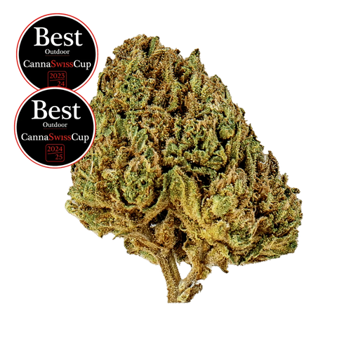 Candy Kush - Outdoor Slow Weed