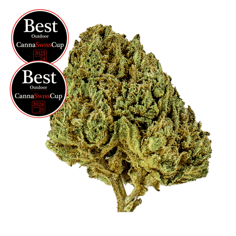 Candy Kush - Outdoor Slow Weed