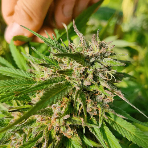 Cookies Kush - Dry Sift Slow Weed