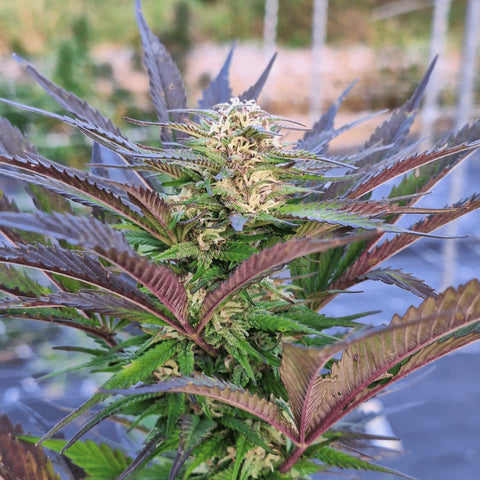 Critical Mass - Outdoor Slow Weed