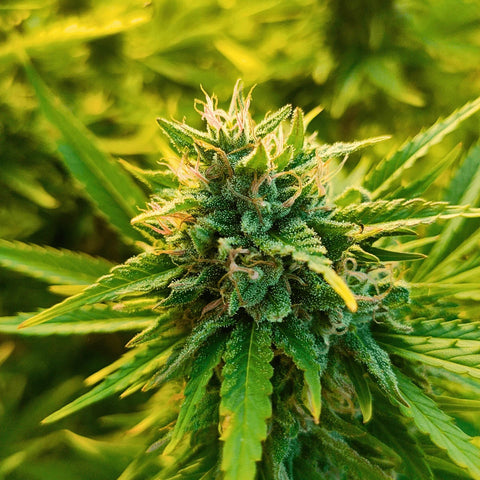 Durban Poison - Dry Sift Slow Weed