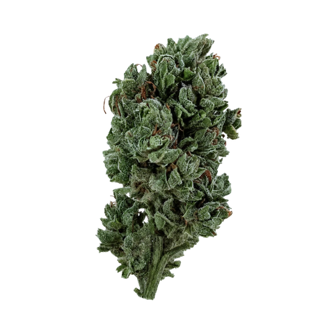 Garlic Storm CBG - Outdoor