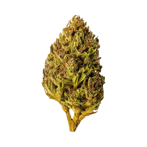 Hazelnut Cake - Outdoor Slow Weed