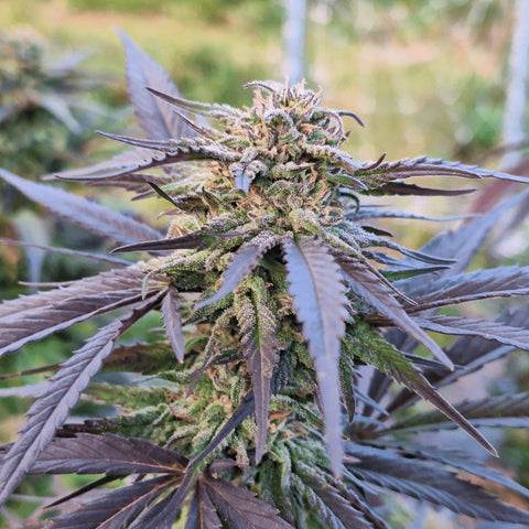 Lemon Q - Outdoor