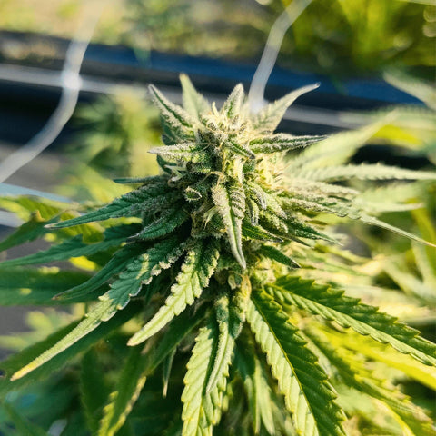 Limoncello - Outdoor Slow Weed