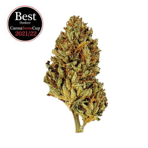 Limoncello - Outdoor Slow Weed