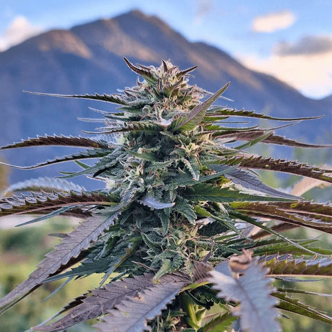 Mango Rambo - Dry Sift Slow Weed