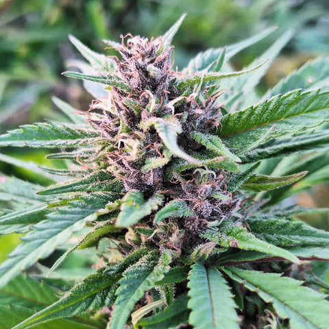 Mystic - Outdoor Slow Weed