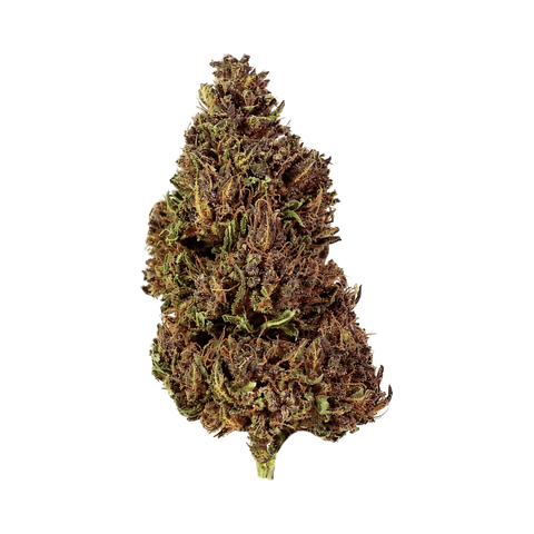Purple Domina - Outdoor