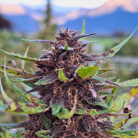 PURPLE OG