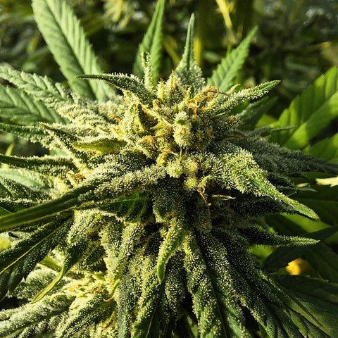 Saparot - Greenhouse Slow Weed