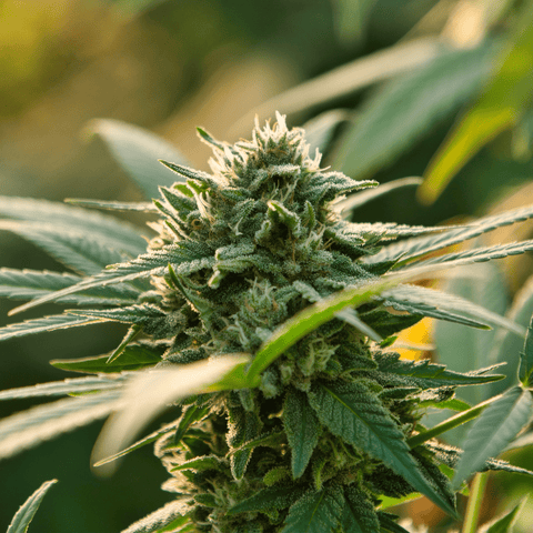 Saparot - Outdoor Slow Weed