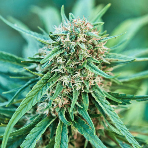 Snow White CBG - Dry Sift Slow Weed