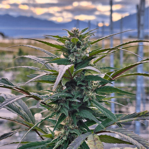 Super Silver Haze - Outdoor Slow Weed