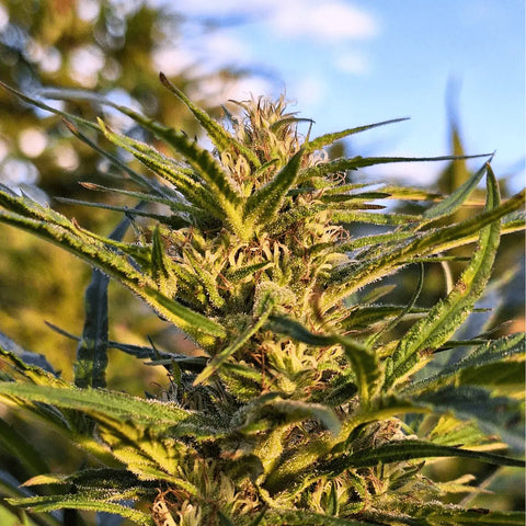 Tangerine Dream - Outdoor Slow Weed