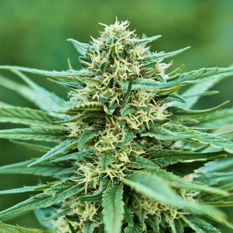 White Rhino CBG