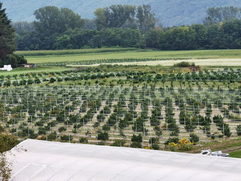 Veduta dei campi di canapa Slow Weed in Ticino, circondati da boschi e prati