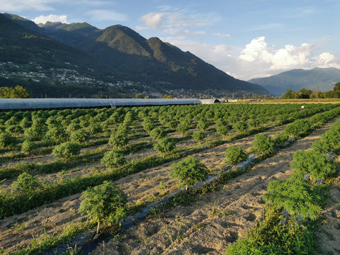 Campo di canapa outdoor Slow Weed in Ticino al sole, con le montagne e una serra naturale sullo sfondo