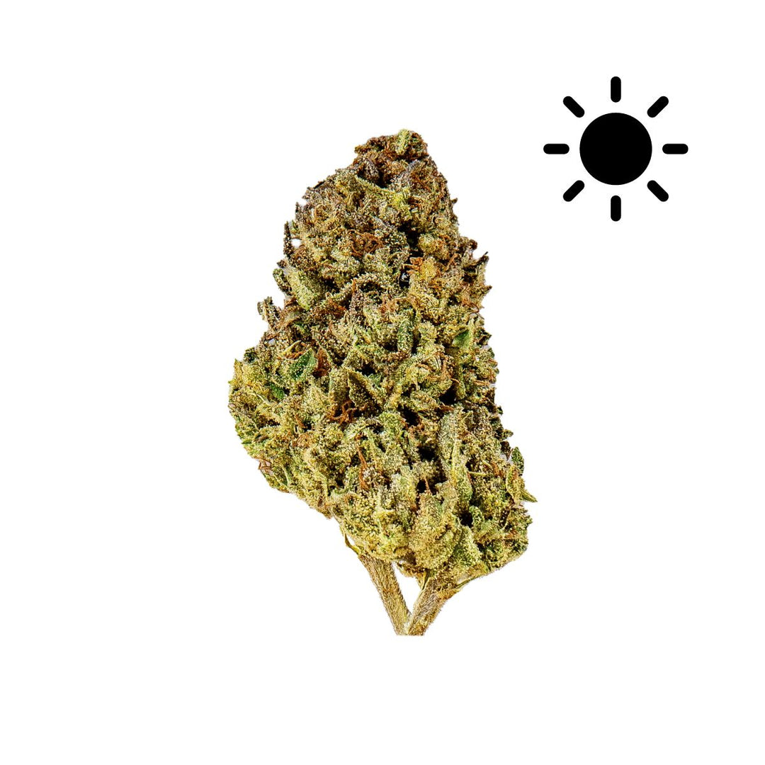 Slow Weed Schweizer Cannabis CBD Shop Blumen VollspektrumCBDÖl