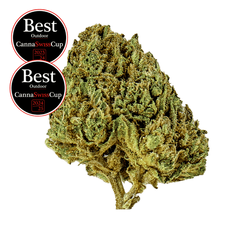 Candy Kush - Outdoor Slow Weed