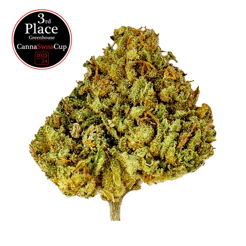 Durban Poison - Greenhouse Slow Weed