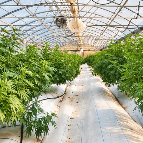 GREENHOUSE