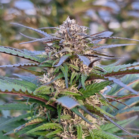 HAZELNUT HAZE