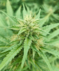 Limoncello - Hash Slow Weed