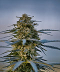 White Russian - Outdoor Slow Weed