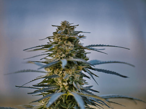 White Russian - Outdoor Slow Weed