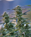 White Russian - Outdoor Slow Weed