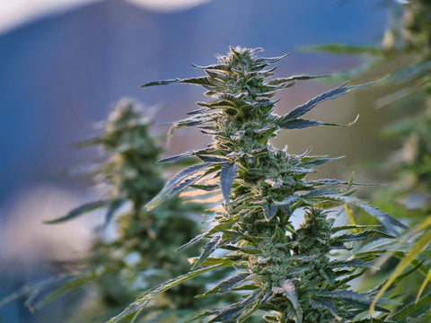 White Russian - Outdoor Slow Weed