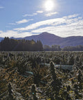 White Russian - Hash Slow Weed